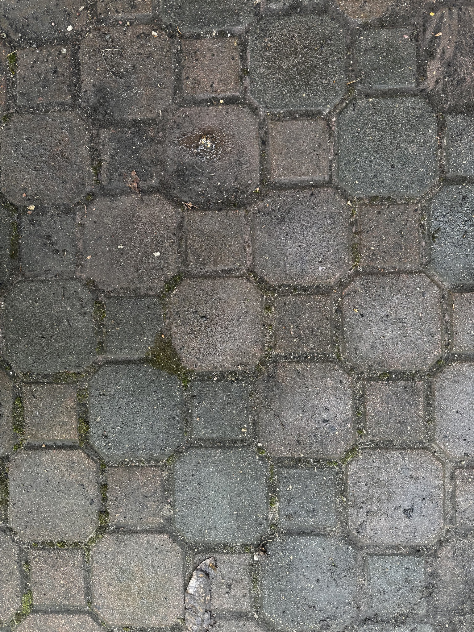 Kostka brukowa przed myciem - mech i zabrudzenia